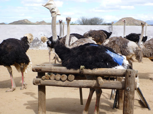 The horror of ostrich farms that become bags and wallets (PHOTO AND VIDEO)