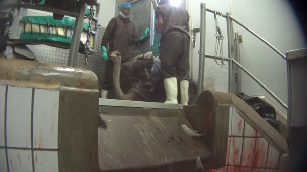 L'horreur des élevages d'autruches qui deviennent sacs et portefeuilles (PHOTO ET VIDEO)