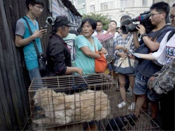 La mujer china que salvó a 100 perros del Festival de la Carne