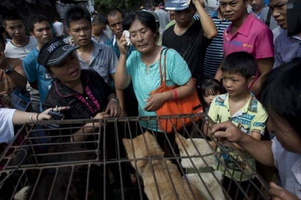 La femme chinoise qui a sauvé 100 chiens du Festival de la viande
