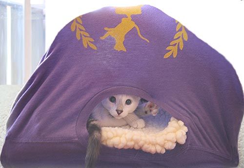 How to make a cat tent in just a few steps