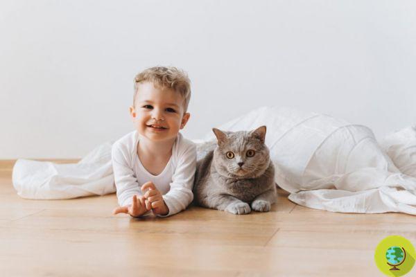 Los gatos protegen a los bebés del asma