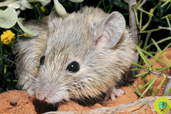 Este adorável roedor australiano extinto foi redescoberto vivo após 150 anos