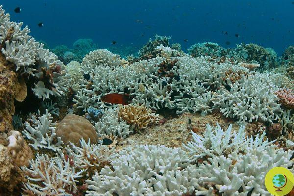 Nuestros océanos han perdido el 14% de sus arrecifes de coral en solo una década, debido a la crisis climática