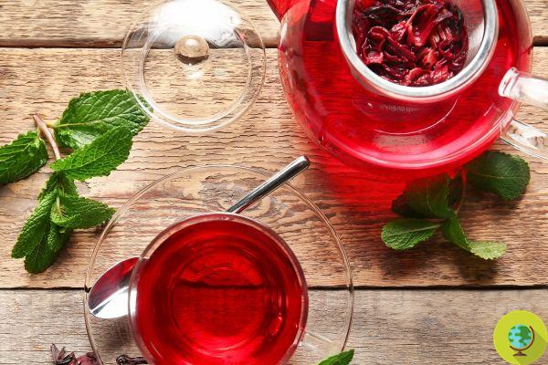 Hibiscus Infusion: With 3 cups a day, high blood pressure has its days numbered