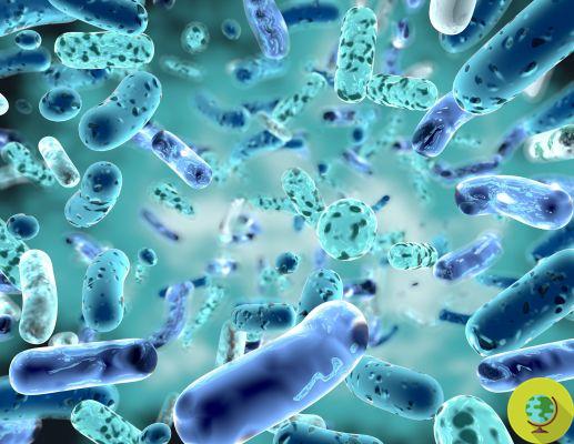 E coli: the intestinal bacterium that is frightening Germany. Here's how to fight it!