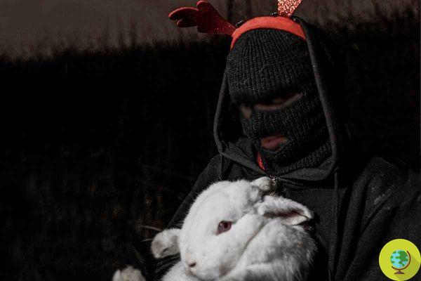 Na véspera de Natal, ativistas liberam coelhos destinados ao abate