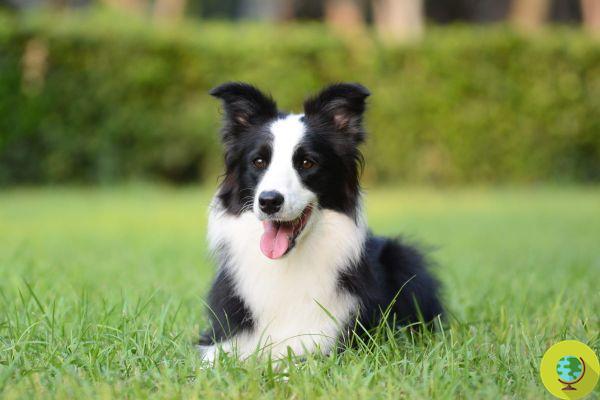Border Collie: As doenças mais comuns da raça canina que se acredita ser a mais inteligente do mundo