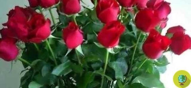 Saint Valentin : renoncer aux roses rouges, pour faire aussi un cadeau à l'environnement