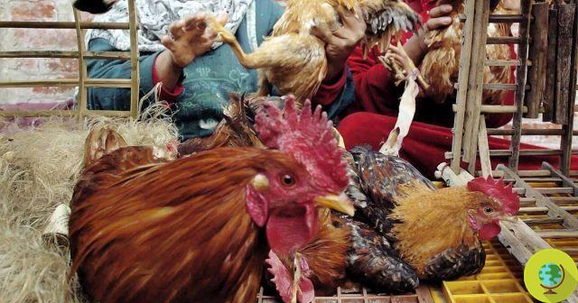 Gripe aviária: nova cepa na China. As consequências para as aves