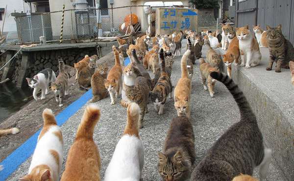 Aoshima: la isla de los gatos pide ayuda para recibir alimentos y el resultado supera las expectativas (FOTO)