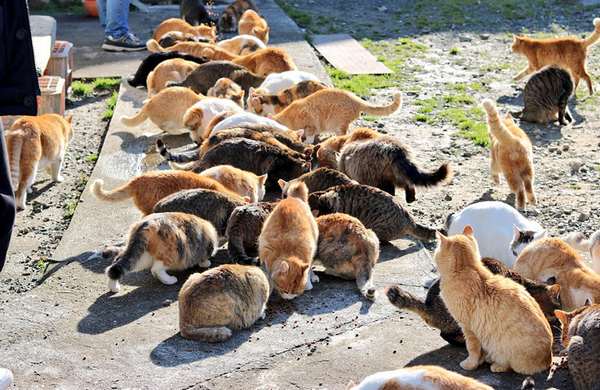 Aoshima: the island of cats asks for help to receive food and the result exceeds expectations (PHOTO)