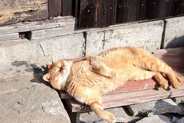 Aoshima: a ilha dos gatos pede ajuda para receber comida e o resultado supera as expectativas (FOTO)