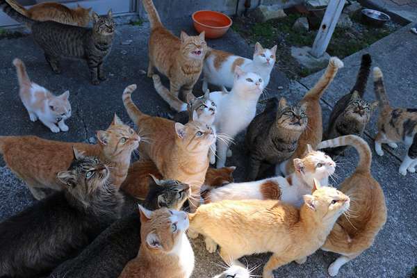 Aoshima: the island of cats asks for help to receive food and the result exceeds expectations (PHOTO)