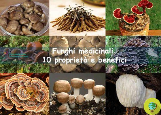 6 hongos medicinales con propiedades inesperadas