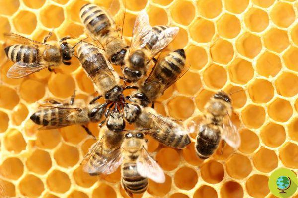 Découvert chez les abeilles une capacité extraordinaire, que seuls les humains ont