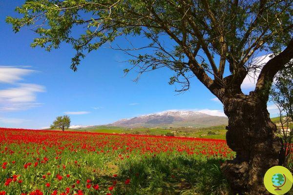 Les Madonie comme la Hollande : la floraison des tulipes rouges siciliennes enchante encore cette année
