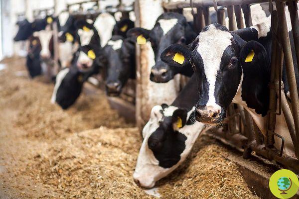 Ceta : un trou législatif permet l'utilisation de farines animales dans les élevages. Que risquons-nous ?
