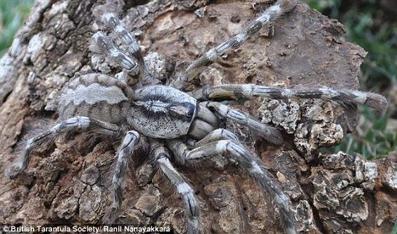 Giant tarantula discovered in Sri Lanka: it is as big as a human face