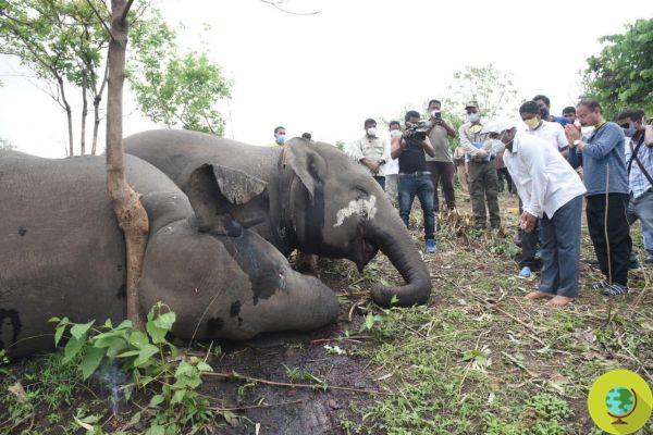 Índia, a maior matança de elefantes já vista: dezenas de espécimes morreram em uma reserva protegida