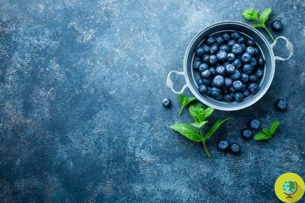 Wonderful blueberries - better than blood pressure lowering drugs