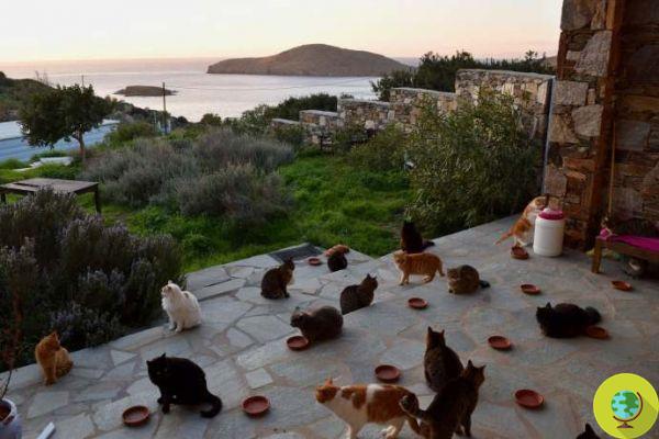 AAA wanted a clerk at the Sanctuary of the felines on a Greek island. Salary, room and board included