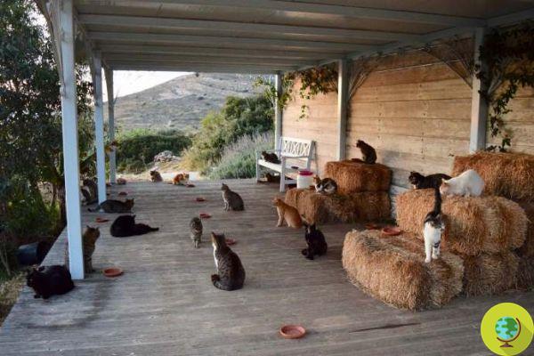 AAA queria um funcionário no Santuário dos felinos em uma ilha grega. Salário, alojamento e alimentação incluídos