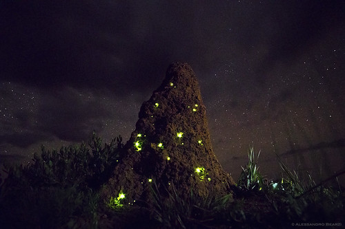 O maravilhoso fenômeno dos cupinzeiros iluminados por vaga-lumes que parecem castelos de fadas