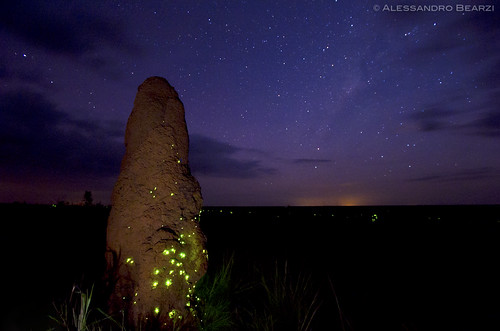 The wonderful phenomenon of termite mounds illuminated by fireflies that look like fairy castles