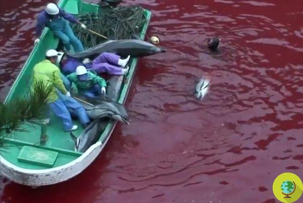 Bahía Taiji: la caza (y matanza) de delfines comienza de nuevo. Ya capturé 4 ejemplares