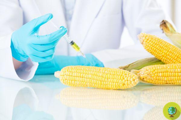 O Parlamento Europeu contra a Comissão sobre a autorização de OGM resistentes ao glifosato
