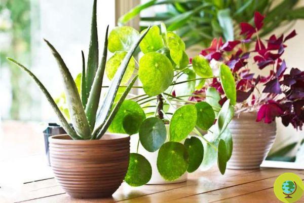 Keeping a plant indoors improves the quality of the air (and our skin), the new confirmation