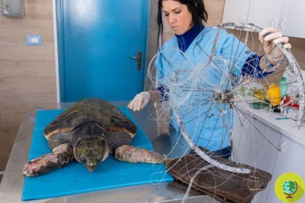 Aphrodite is fighting for life: this is how the turtle is blocked by lines and a bicycle rim