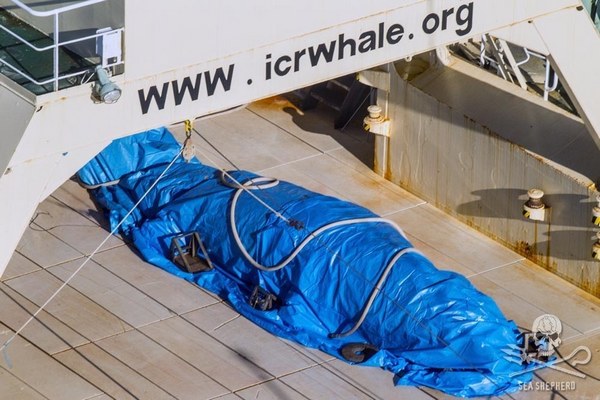 Des Japonais tuent illégalement des baleines dans un sanctuaire australien, preuve (PHOTO)