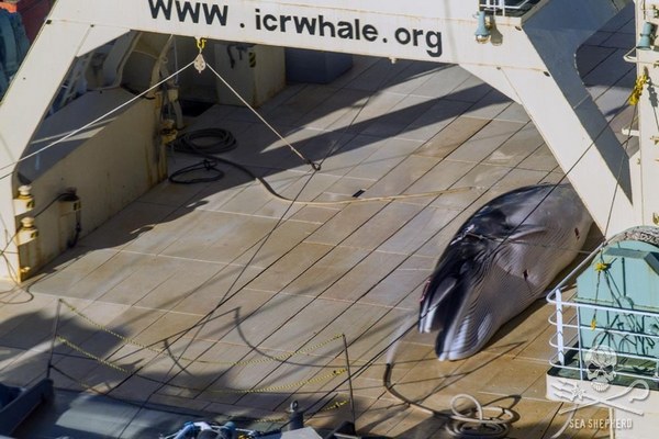 Des Japonais tuent illégalement des baleines dans un sanctuaire australien, preuve (PHOTO)