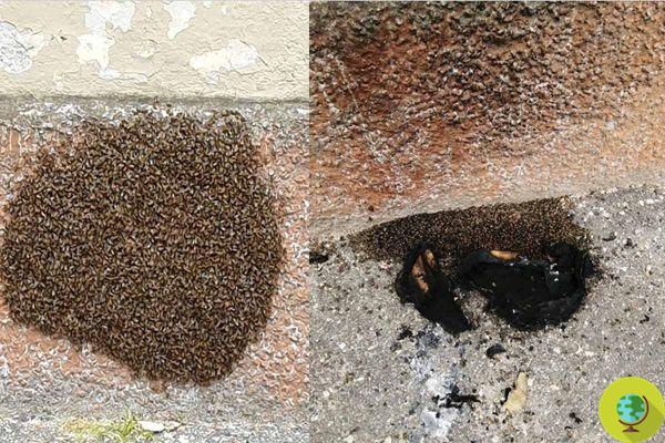 Ils ont mis le feu à un essaim d'abeilles à Pavie : un geste ignoble contre les paisibles insectes voyageurs