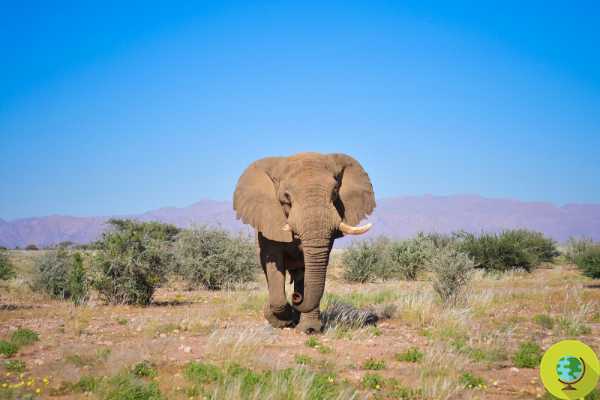 Ils ont tué Voortrekker, l'éléphant légendaire de Namibie
