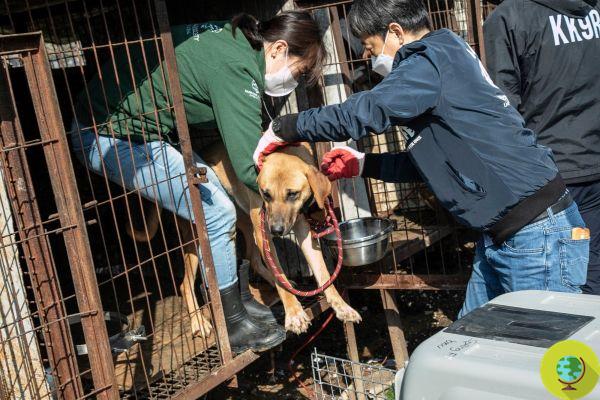 50 perros rescatados, en su mayoría mastines y jindos, abandonados en un antiguo matadero ilegal de Corea del Sur