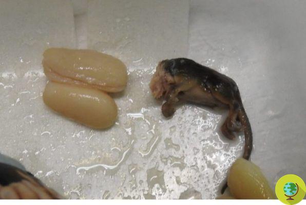 Encontre um rato morto em um pacote de feijão enlatado. Eles investigam o NAS