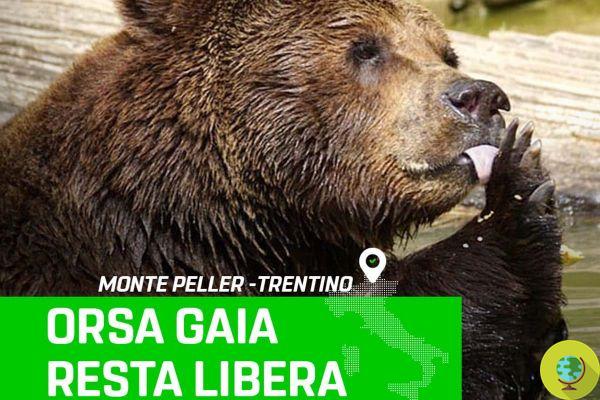 ¡El oso Gaia permanece libre! El Consejo de Estado acogió el recurso contra la captura