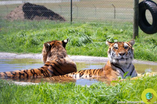 Tigres e leões libertados após anos de prisão em um circo pisoteiam a grama pela primeira vez (VÍDEO)