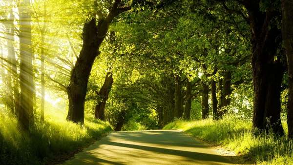 Medite entre as árvores e limpe a floresta para retomar o contato com a natureza