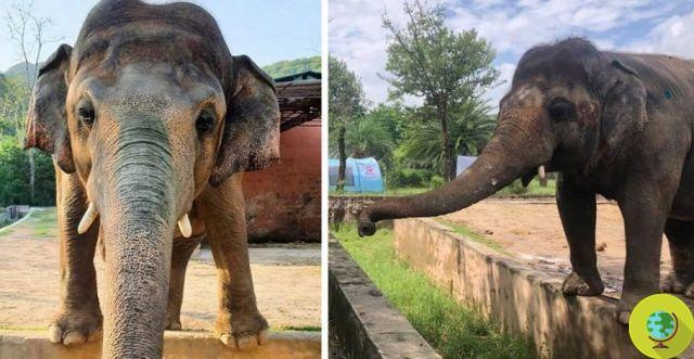 Kaavan, o elefante mais solitário do mundo, finalmente deixará o zoológico para uma vida melhor