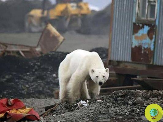 A imagem aterrorizante do urso polar forçado a caçar entre o lixo