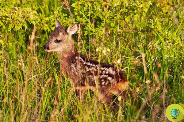 Caccia, in Liguria the massacre of roe and fallow deer begins again: it will also be a massacre of puppies