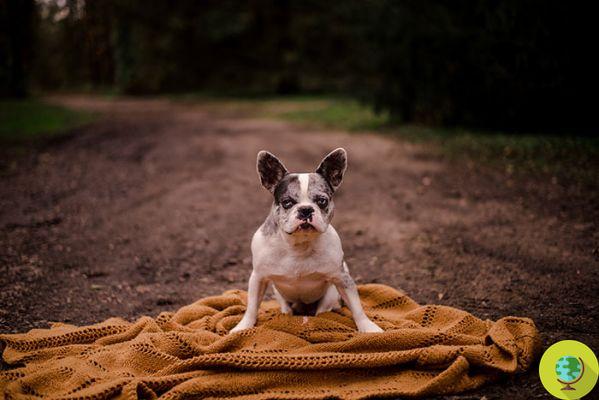 O calendário irreverente e hilário de um abrigo para ajudar bulldogs abandonados a encontrar um lar