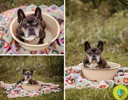 O calendário irreverente e hilário de um abrigo para ajudar bulldogs abandonados a encontrar um lar
