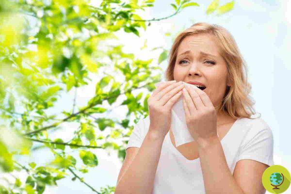 Alergias estacionales: Esta hierba aromática poco conocida consigue aliviar los síntomas sin abusar de los antihistamínicos