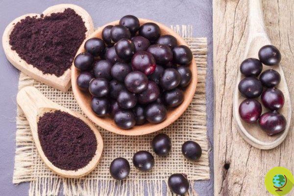 Açai berries: properties, how to take them and where to find them