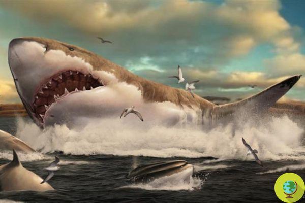 The coast of Tarragona cradle of megalodons: thus the largest sharks on the planet became extinct